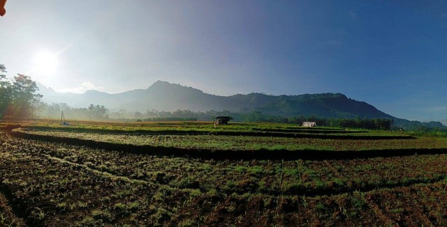 Persawahan daerah Kecamatan Ngantang Kabupaten Malang. Foto: Regio Bhisma Abiyosa