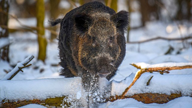 Babi super hibrida yang serbu Amerika Serikat. Foto: Volodymyr Burdiak/Shutterstock