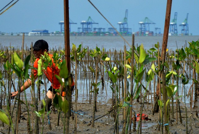 Personel Basarnas menanam mangrove di kawasan konservasi mangrove Pantai Dupa Indah, Palu, Sulawesi Tengah, Kamis (23/2/2023). Foto: Mohamad Hamzah/ANTARA FOTO