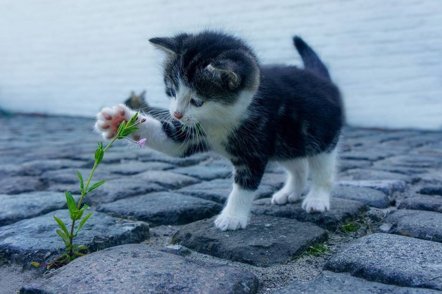 apakah kencing kucing najis, foto: Pixabay