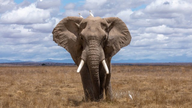 Ilustrasi Gajah memiliki inersia yang jauh lebih besar dibandingkan rusa karena massa gajah lebih besar. (Foto: Nam Anh | Unsplash.com)