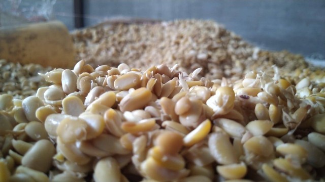 Bahan baku kacang kedelai siap untuk diolah menjadi tempe. Foto: Khairul S/kepripedia.com