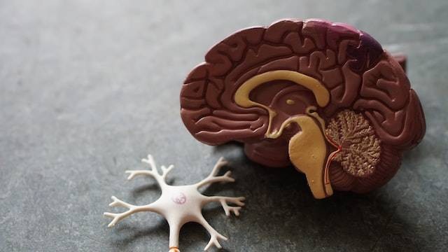 Ilustrasi Hipotalamus adalah bagian dari otak tengah yang mengontrol sistem hormon, sumber foto Robina Weermeijer on Unsplash