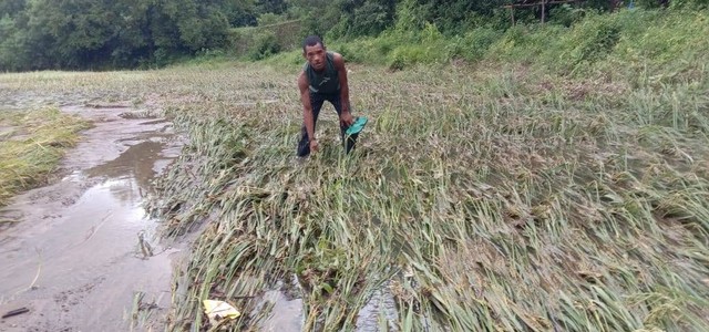 Keterangan foto: Tanaman padi milik petani di Desa Done, tersapu banjir, Sabtu (25/2/2023). Foto: Athy Meaq.