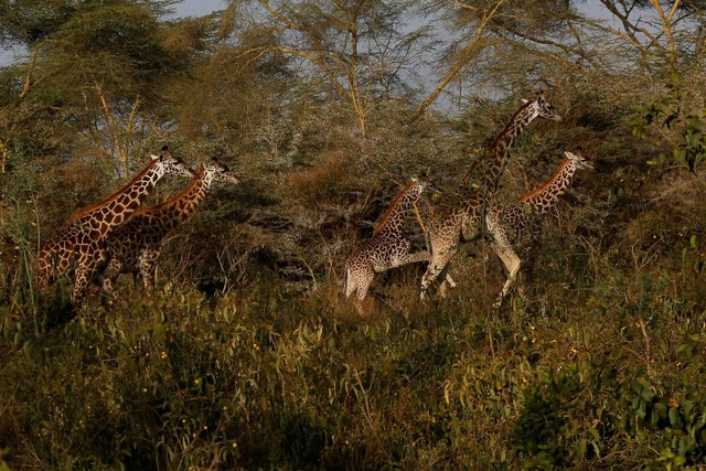 Jerapah Masai terlihat selama translokasi mereka dari lahan pertanian masyarakat di daerah Moi Ndabi ke Loldia Wildlife Conservancy, dekat Naivasha di Kabupaten Nakuru, Kenya. Foto: Thomas Mukoya/REUTERS