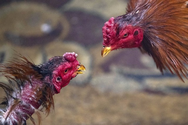 Suasana pertarungan sabung ayam. Foto: Husein Faleh/AFP