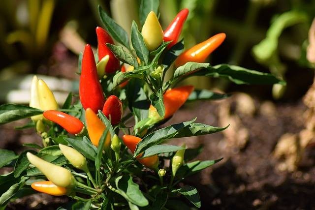 Ilustrasi cara menanam cabe dari biji beserta kendalanya. Sumber foto: Pixabay