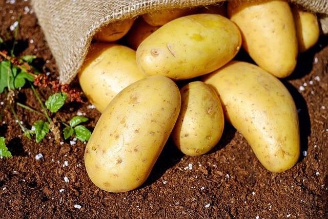 Ilustrasi cara menanam kentang hidroponik. Sumber foto: Pixabay