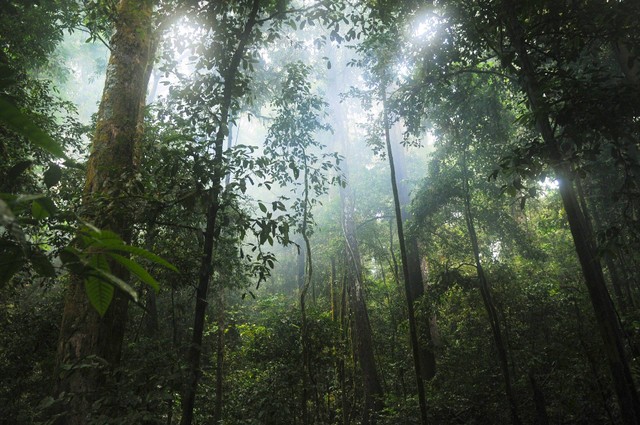 Ilustrasi hutan hujan tropis. Foto: Pixabay