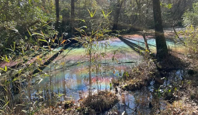 Penampakan kolam pelangi di Virginia, tempatnya di Suaka Margasatwa National Great Dismal Swamp. Foto: US Fish and Wildlife Service (USFWS)/Twitter