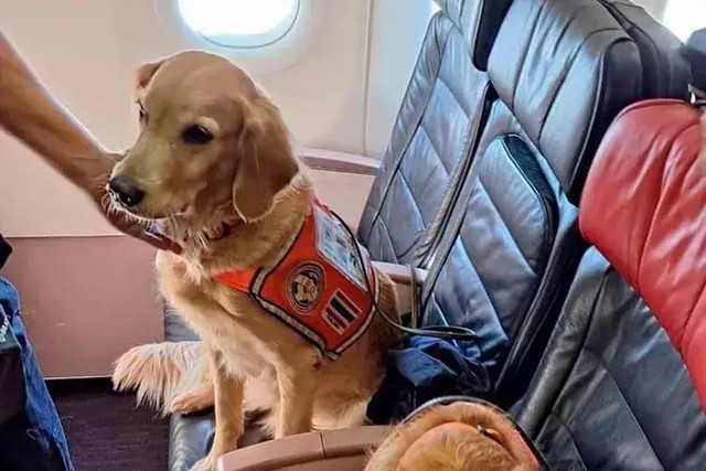 Anjing di first class Turkish Airlines. Foto: Turkish Airlines
