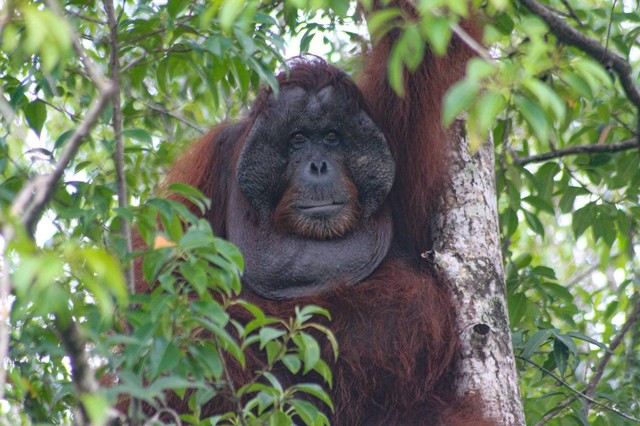 Orangutan kalimantan. (Foto : Simon Tampubolon/Yayasan Palung).