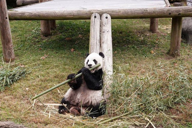 Le Le si Panda Raksasa makan bambu di habitatnya di Kebun Binatang Memphis, 1 November 2022. Foto: Karen Pulfer Focht/REUTERS