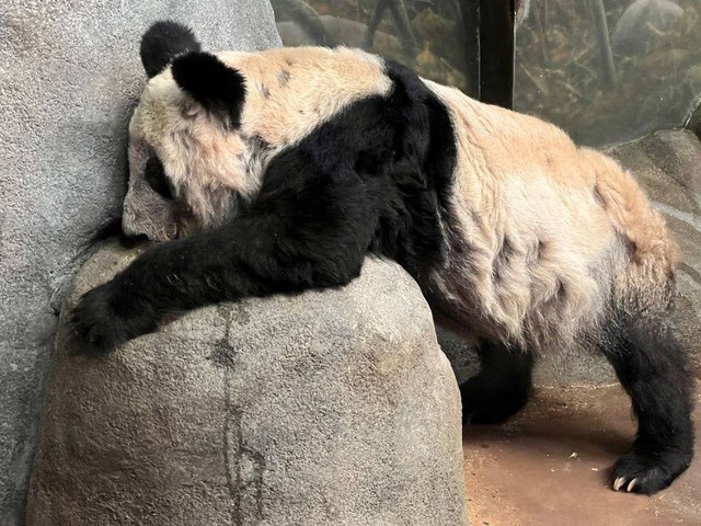 YaYa si Panda Raksasa beristirahat di habitatnya di Kebun Binatang Memphis di Memphis, Tennessee, AS, 18 Oktober 2020. Foto: Karen Pulfer Focht/REUTERS