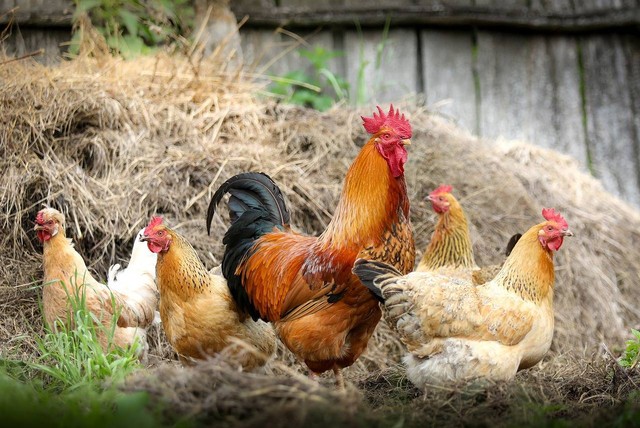 Jokes lucu tentang ayam yang menggelitik perut. Sumber foto: pixabay