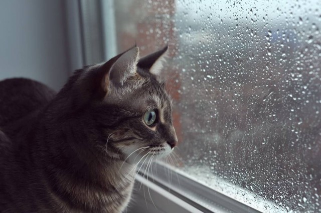 Ilustrasi kucing melihat ke luar jendela saat hujan turun.
 Foto: Natali9701/Shutterstock. 