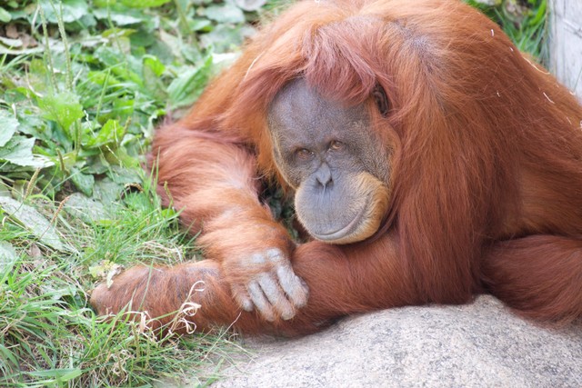 Ilustrasi orangutan sebagai satwa liar yang dilindungi. Sumber: pexels.com/Andrew Patrick