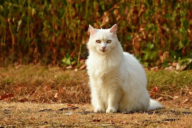 Ilustrasi kucing maine coon. Foto: MabelAmber/ Pixabay