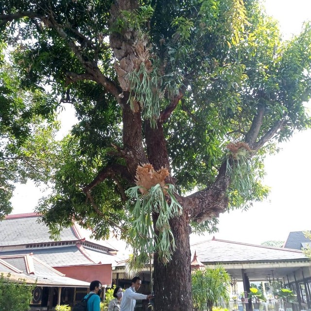Salah satu pohon mangga di Keraton Yogyakarta yang akan didaftarkan sebagai varietas buah asli Kota Yogya. Foto: Pemkot Yogya