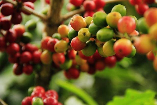 Ilustrasi berapa lama tanaman kopi mencapai kematangan. Sumber foto: Pixabay