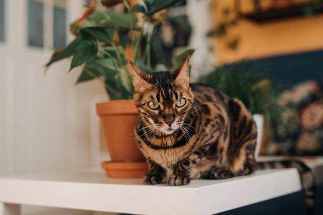 Inspirasi kucing termahal di dunia. Sumber foto: Pexels