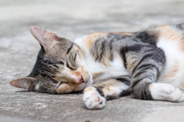 Inspirasi cara menghilangkan kutu kucing. Sumber foto: Pexels