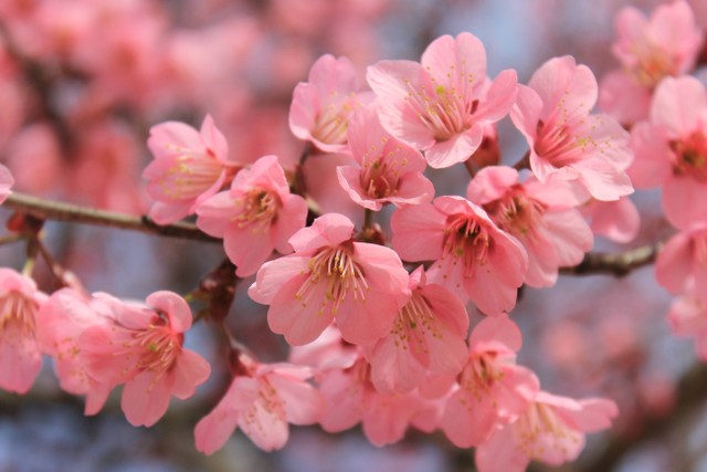 Tempat Melihat Bunga Sakura di Korea Selatan. Foto: Unplash/frame harirak