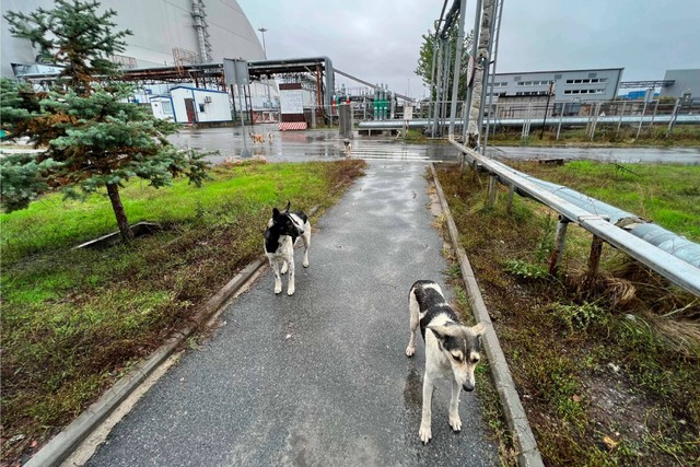 Anjing liar di lingkungan cemaran radiasi nuklir di Chernobyl, Ukraina. Foto: Timothy Mousseau via AP