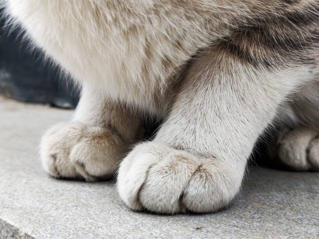 ilustrasi kucing kaki pendek. pixels