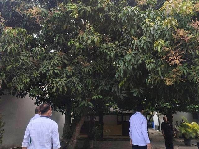 Petugas DPP Kota Yogya tengah melakukan identifikasi tanaman mangga di kawasan Keraton Yogyakarta. Foto: Pemkot Yogyakarta