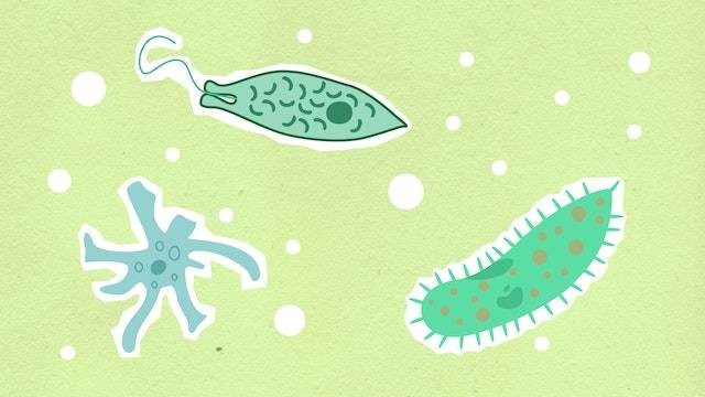 Ilustrasi Berdasarkan struktur dan fungsinya amoeba termasuk organisasi kehidupan tingkat sel (Foto: Monstera | Pexels.com)