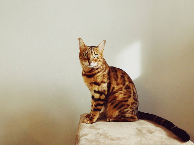 Ilustrasi Kucing Savannah (Unsplash)