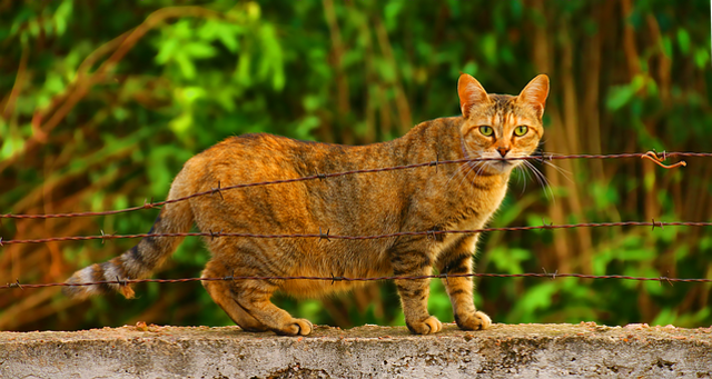 Ilustrasi Kucing Hamil Berapa Bulan. Sumber: Pixabay