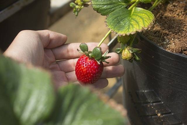 Ilustrasi cara menanam strawberry. Foto: Pixabay