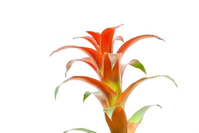 Bagaimana peran plantae dalam bidang kesehatan. Sumber: unsplash.com