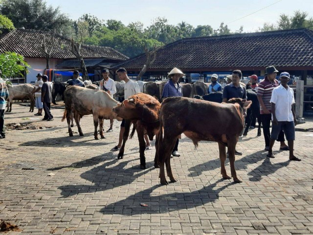 Suasana Pasar Hewan Siyono Harjo. Foto: erfanto/Tugu Jogja