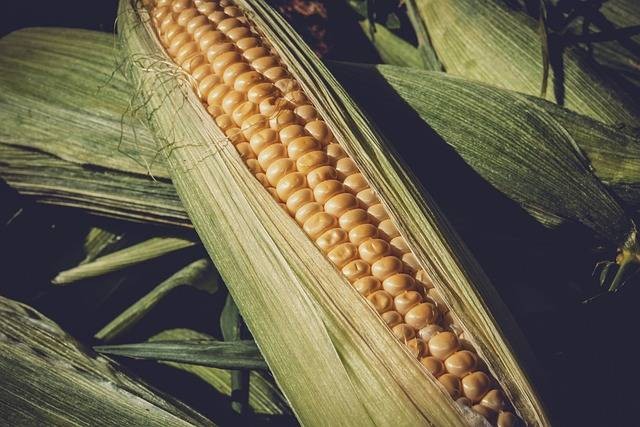 Cara Menanam Jagung Manis Jenis Organik Agar Berbuah Besar | Kumparan.com