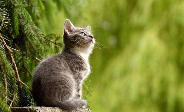 Ilustrasi Cara Menyembuhkan Jamur Kucing. Sumber: Pixabay