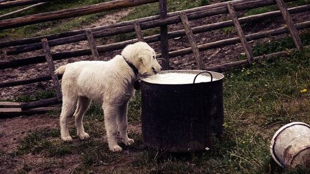 Ilustrasi Makanan yang tidak Boleh Dimakan Anjing. Sumber: Pixabay
