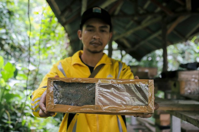Pekerja menunjukkan sarang lebah trigona di tempat budidaya lebah dan madu, Hutan Kota Srengseng, Jakarta, Jumat (10/3/2023). Foto: Jamal Ramadhan/kumparan