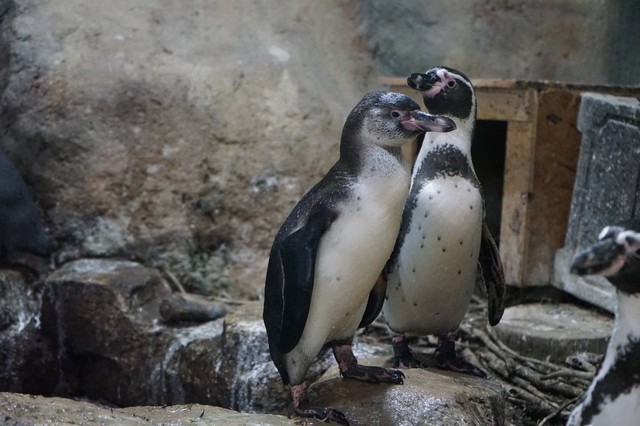 Bayi penguin menetas di Ocean Dream Samudra. Foto: Ocean Dream Samudera Ancol