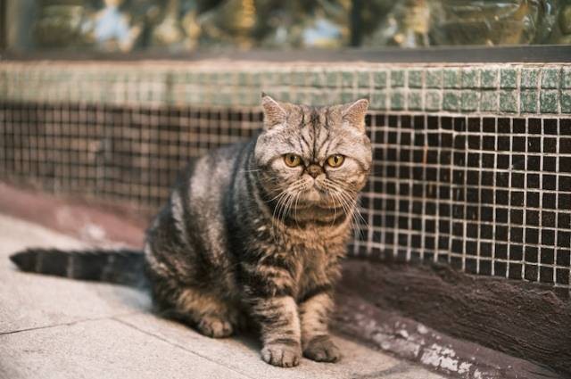 Inspirasi cara melatih kucing buang air, sumber foto: Koma Tang by pexels.com