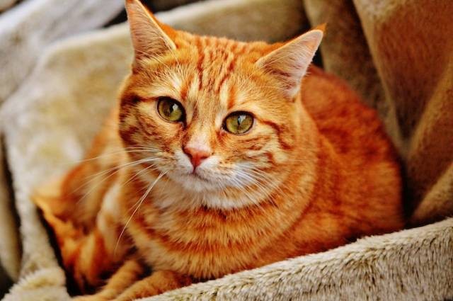 Inspirasi berapa kali kucing buang air besar dalam sehari, sumber foto: Pixabay by pexels.com