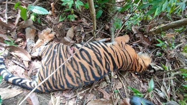 Harimau ditemukan mati di Aceh Timur, Rabu (22/2/2023). Foto: Polisi