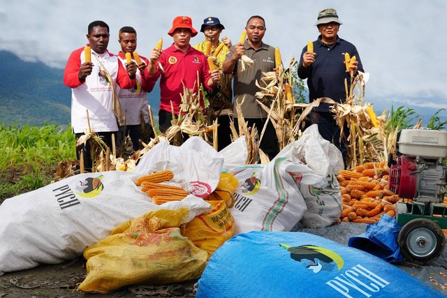 Panen jagung bersama dengan Deputi IV Bidang Intelijen Ekonomi BIN yang juga pembina PMI, Made Kartikajaya.  Foto: BIN