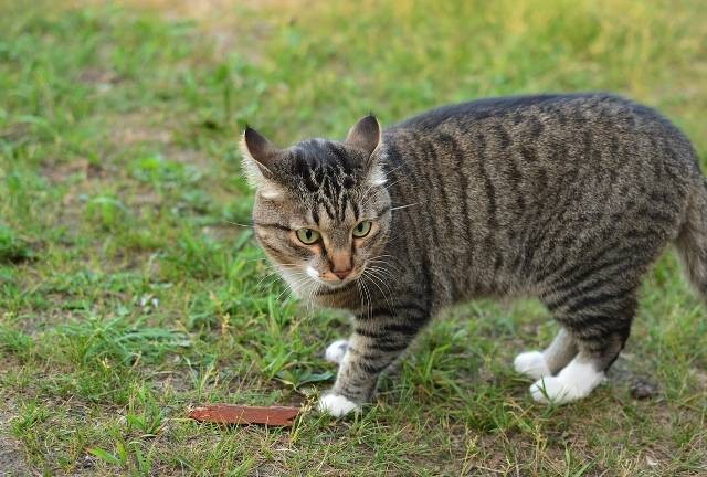 ilustrasi cara mengatasi kucing muntah dan penyebabnya. pixels