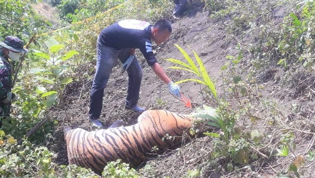 Harimau mati di Meukek, Aceh Selatan. Foto: BKSDA Aceh 