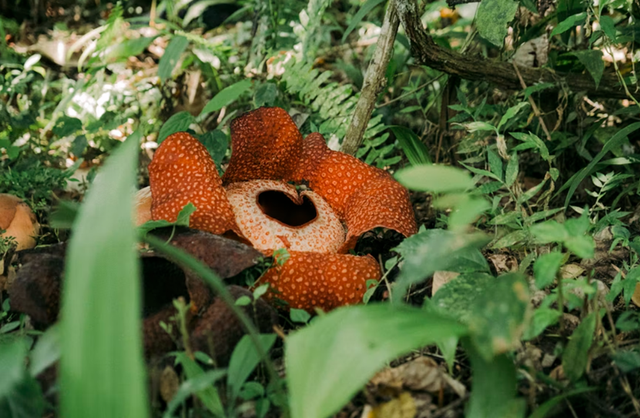 Ilustrasi merupakan bunga raflesia endemik dari negara Indonesia. Sumber foto : https://unsplash.com/@colinandmeg