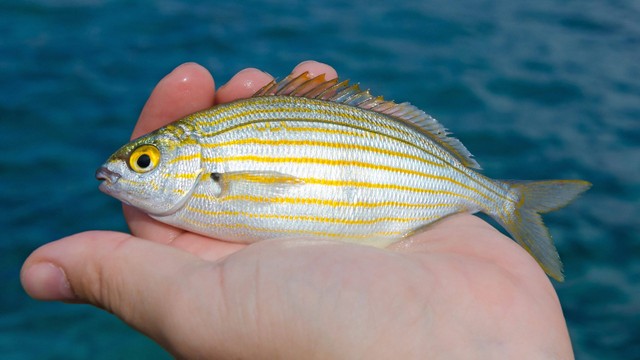 Penampakan Ikan Salema porgy yang bisa bikin efek mabuk. Foto: Piotr Wawrzyniuk/Shutterstock