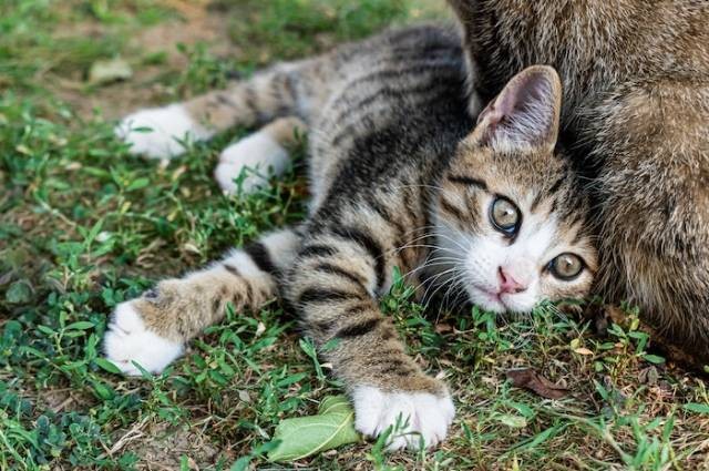 Inspirasi rekomendasi obat jamur kucing, sumber foto: Sen R by pexels.com